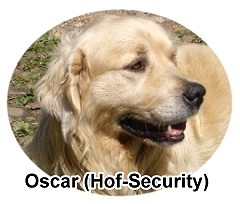 Oscar (Wach- und Schmusehund)